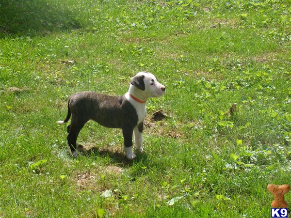 D-Dog American Bulldogs Picture 2